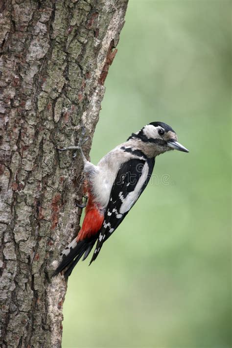 Great Spotted Woodpecker Dendrocopos Major Stock Image Image Of