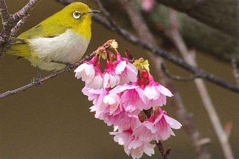 16 Steps To Get This Bird In Cherry Blossoms Bird Cherry Blossom