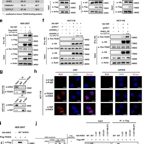 Hhex Interacts With Yap Tead Complex A Mass Spectrometry Ms