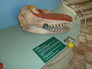 Category:Delphinidae skulls - Wikimedia Commons