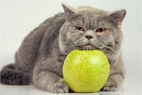 Frutas Que Gatos Podem Comer Confira A Lista Petlove