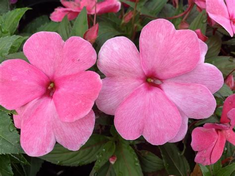 Impatiens Seed Hot Pink Bloom Masters
