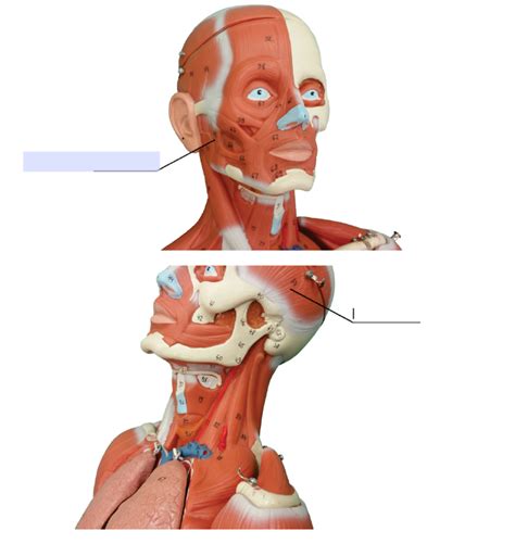 Muscles Of Mastication Diagram Quizlet