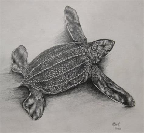 Pencil Drawing Of A Leatherback Hatchling Sea Turtle Tattoo Sea