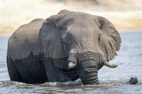 African Elephant Loxodonta Africana Stands In River Watching Camera