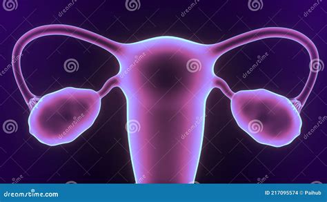 Female Reproductive System 3d Illustration Stock Illustration