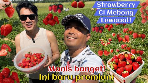 Panen Strawberry Organik Ci Mehong Super Manis Pertama Tahun Ini Youtube