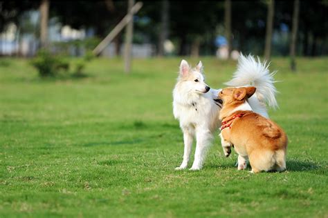 Dog Park Safety - Run and Play | Group/Individual Dog Walks/Boarding - Silver Spring, MD