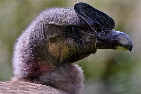 C Ndor Andino Vultur Gryphus Impresionante Retrato Detallado De La