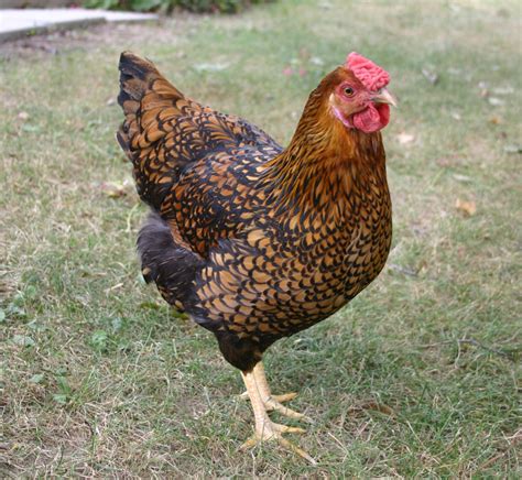 Wanted Golden Laced Wyandotte Eggs Backyard Chickens Learn How To Raise Chickens