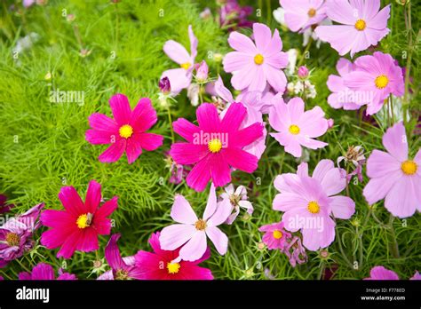 Coloured Cosmos plants blooming in July, Cosmos Bipinnatus flowers ...