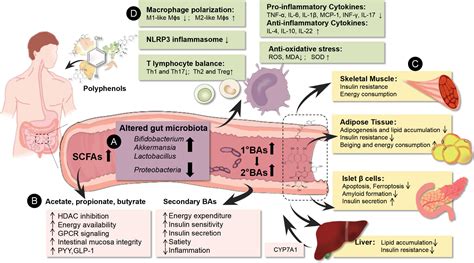 Frontiers Effect Of Natural Polyphenols In Chinese Herbal Medicine On