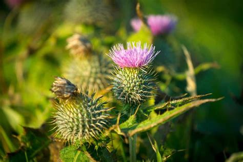 Conoce Las Flores Nacionales De Reino Unido