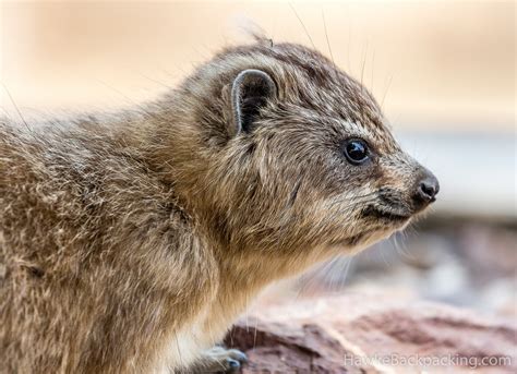 Serengeti Wildlife - HawkeBackpacking.com