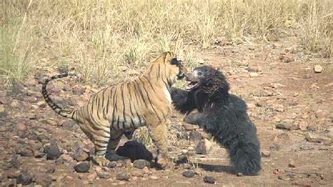 Tiger Vs Bear Maxim