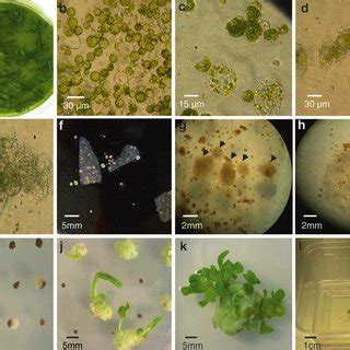 PEG-mediated protoplast transformation. (a) Tobacco leaf strips treated... | Download Scientific ...