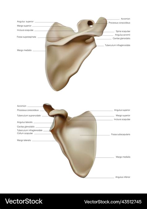 Anatomy and structure of the scapula bone Vector Image