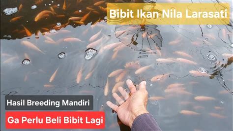 Bibit Ikan Nila Larasati Umur 2 Bulan Di Kolam Beton Sistem Ras 35 X 2