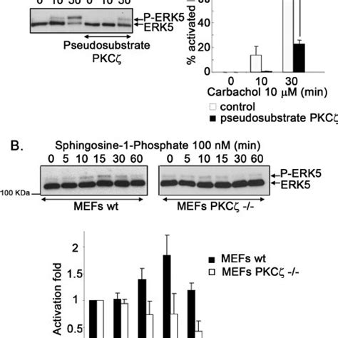 Erk Pathway Activation By G Q Coupled Gpcr A Nih T M R Cells