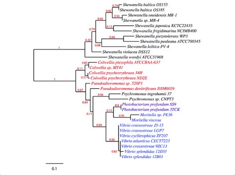 Phylogenetic Distribution Of Pfat Homologs A Maximum Likelihood