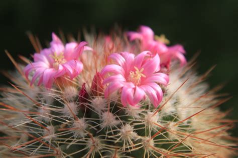 Fotos Gratis Cactus Flor P Talo Peque A Nica Rosado