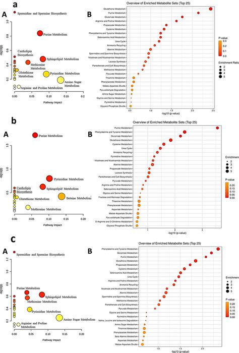 Metabolomic Functional Enrichment Analyses Showing The Most Altered