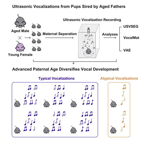 Advanced Paternal Age Diversifies Individual Trajectories Of