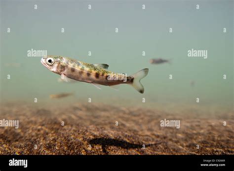 Underwater View Of Coho Salmon Fry In Ibeck Creek Near Cordova Copper