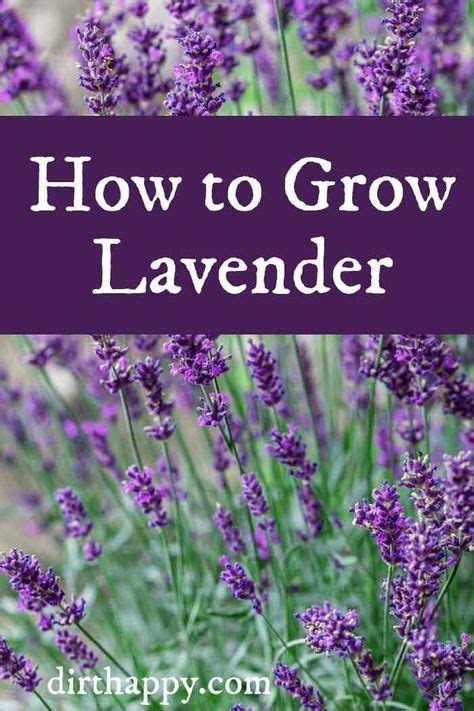 Growing lavender how to grow care for lavender plants – Artofit