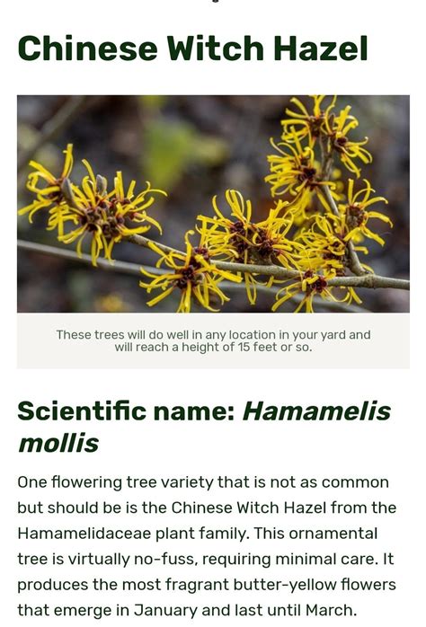 Pin By Mark Whitecotton On Plant Zones B A In Flowering