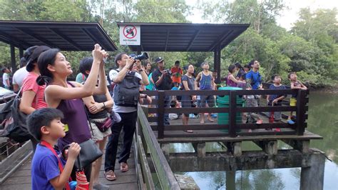 Pasir Ris Mangrove Boardwalk Tour With The Naked Hermit Cr Flickr