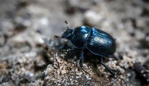 Dung Beetle - Facts, Size, Diet, Pictures - All Animal Facts