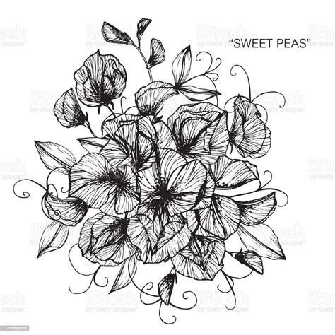 Sweet Pea Flower Drawing Illustration Black And White With Line Art On