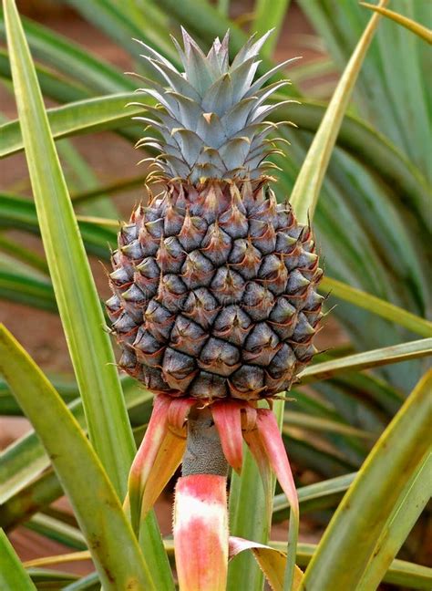 Red Pineapple Stock Photo Image Of Fresh Outdoor Fruit 5918342