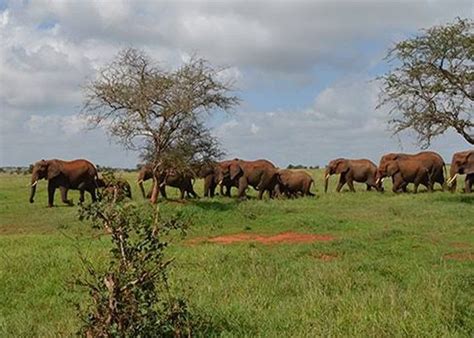 Discover Kenya Safari Kenya African Hartebeest