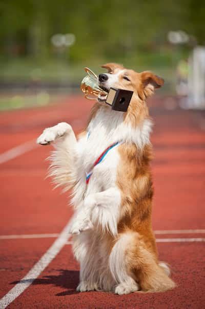 Nombres Para Perros Border Collie Nombres