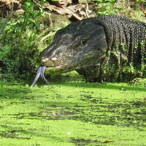 WATER MONITOR TONGUE FLICKING Bird Ecology Study Group