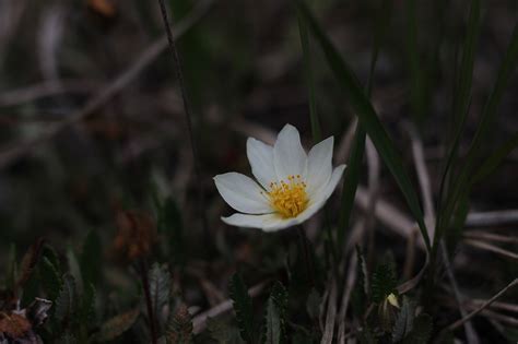 Anemone Blomstre Hvid Gratis foto på Pixabay Pixabay