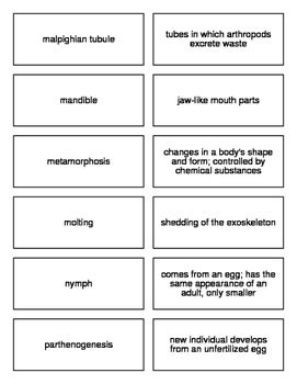 Arthropods Flash Cards For Biology Ii By Everything Science And Beyond