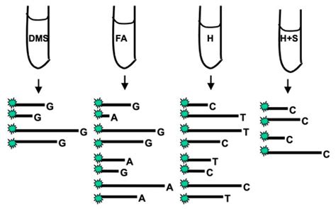 Nucleic Acid Sequencing Flashcards | Quizlet