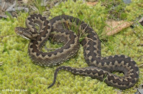 Vipère Aspic Nature Midi Pyrénées