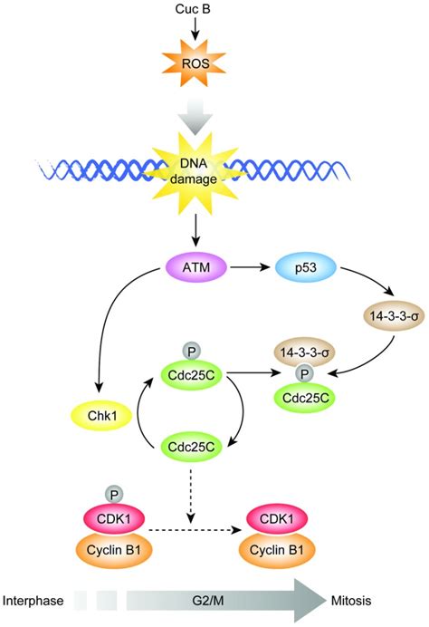 Cuc B Induced Ros Formation Which Lead To Dna Damage In Response To