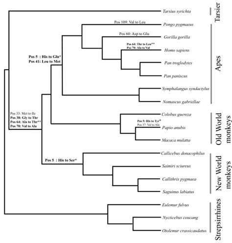 Phylogenetic Tree Depicting Amino Acid Replacements Inferred In Cox5ap