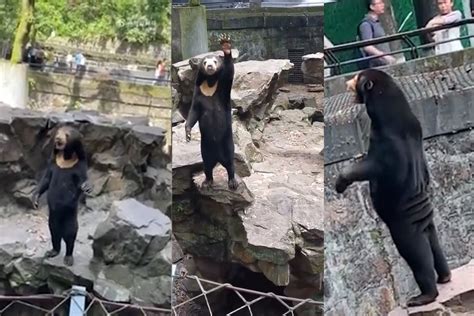 Un Zoológico Chino Saca Un Comunicado Por Un Bulo De Un Oso Que Parecía