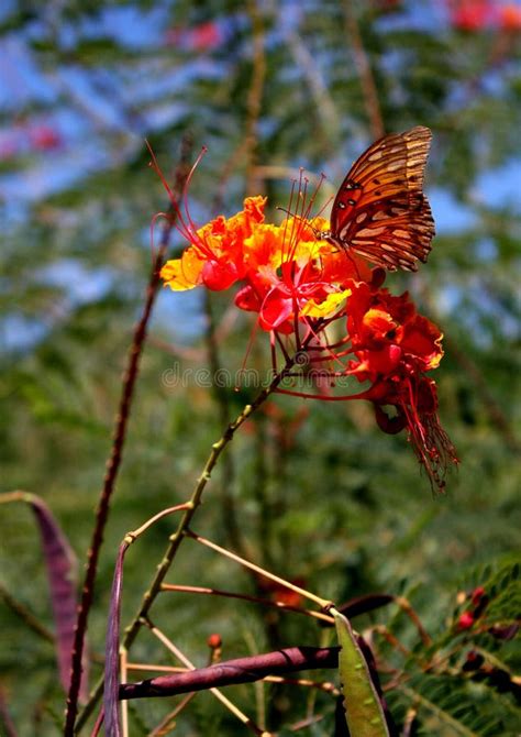 A Gulf Fritillary Butterfly Perched On A Red Bird Of Paradise Stock