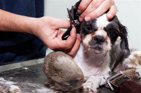 Cachorro Resgatado Do Lixo Uma Emocionante Hist Ria De Sobreviv Ncia