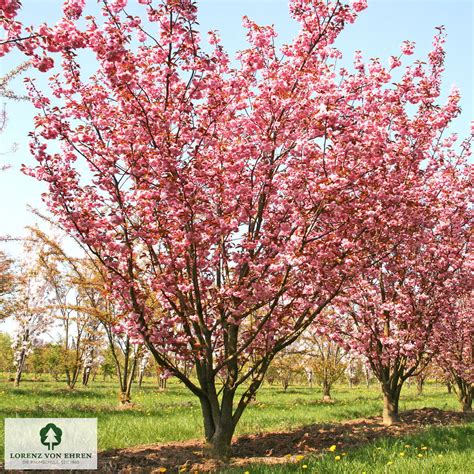 Prunus Serrulata Kanzan Baumschule Lve