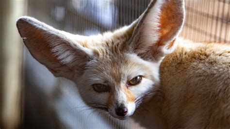 Fennec Fox Fact Sheet Blog Nature Pbs