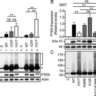 Mutation analysis of PTEN gene. All 9 exons of the human PTEN gene were... | Download Scientific ...