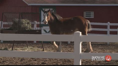 Meet the Budweiser Clydesdale from the popular 'Puppy' commercial ...